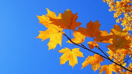 Obraz premium Autumn Maple Leaves Against Blue Sky
