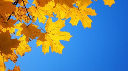 Fototapeta premium Autumn Maple Leaves Against Blue Sky