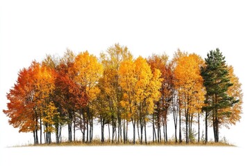 Naklejka premium Vibrant autumn trees isolated landscape
