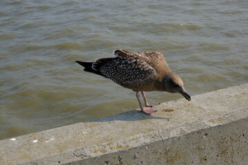 grey seagull