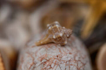 Beautiful colored seashells on sand background 1