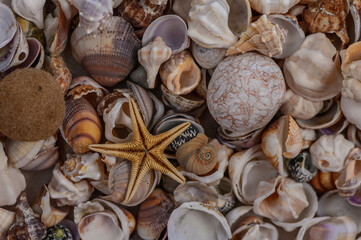 Close-up of various Mediterranean shells as background 2
