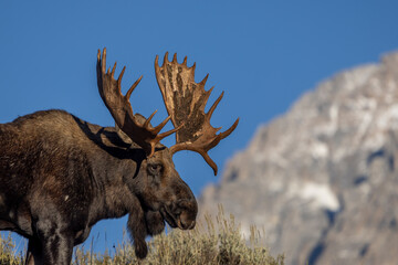Bull Moose During the Rut in Autumn in Grand Teton National Park Wyoming