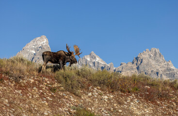 Fototapeta premium Bull Moose During the Rut in Autumn in Grand Teton National Park Wyoming