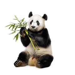 Naklejka premium Full-Body Shot of a Panda Sitting Upright, Holding Bamboo with Both Paws