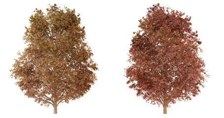 Two dry brown and red oak leaves isolated on transparent Background © omkuhh