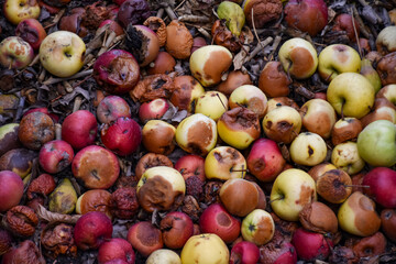 Damaged apples in compost pit on the ground in domestic apple orchard