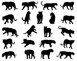 Black silhouettes of tigers on a white background	