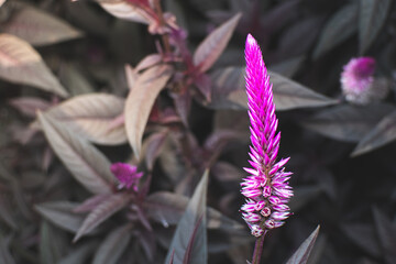 purple flower called celosia argentea with micro camera. herbal plant that comes from tropical areas and is known for its very bright and unique color.m