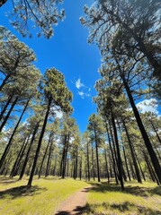 Taking a tour through Burgwald. Christenberg-tour in Nordhessen. Beautiful views over Buchenwald. Giant elms and towering conifers in a clear blue sky.