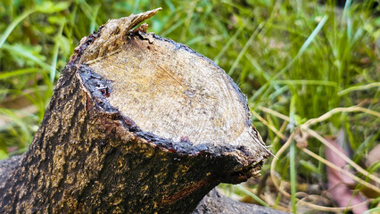 Pieces of tree branches are cut. Gummy wood. Logging of trees.