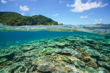Beautiful coral reef underwater Okinawa in Japan