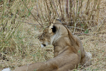 photo of a lion 
