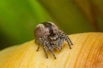 Araña saltícido de Marruecos