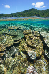 Beautiful coral reef underwater Okinawa in Japan