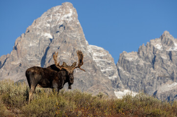 Bull Moose During the Rut in Autumn in Grand Teton National Park Wyoming