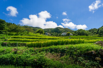 山の棚田　伊豆松崎