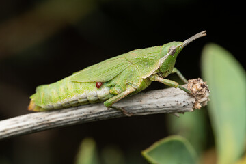 Ortópteros de Marruecos