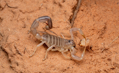 Escorpiones de Marruecos, norte de África