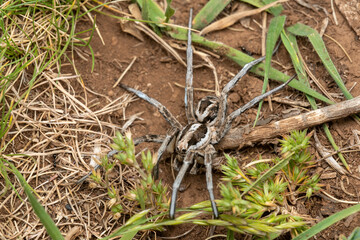 Arañas de Marruecos