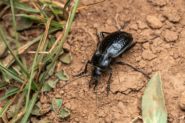Escarabajos de Marruecos
