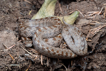 Reptiles de Marruecos
