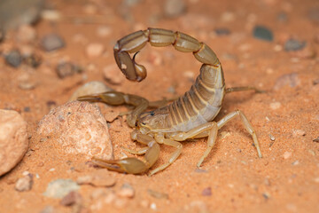 Escorpión de Marruecos, norte de África