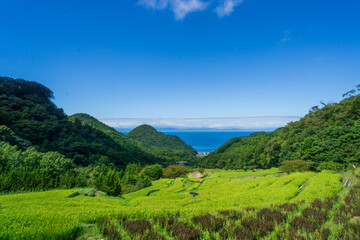 Fototapeta premium 山の棚田 伊豆松崎