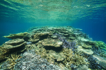 Beautiful coral reef underwater Okinawa in Japan