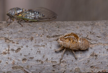 Cigarras en ciudad, con exuvia, 