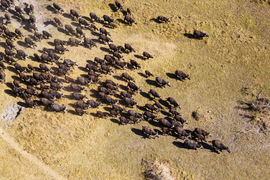 Aerial view of Cape Buffalo (Syncerus caffer caffer), roaming herd, the white birds are Cattle Egrets (Bubulcus ibis), Okavango Delta, Moremi Game Reserve, Botswana.