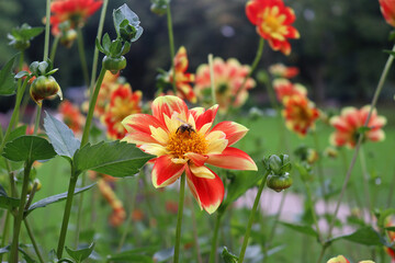 The two-coloured Ruffled Dahlia named Pooh  in red and yellow with unfilled flower attracting bees,...