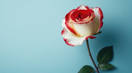 A stunning image of a vibrant red and white rose, set against a clean light blue background, creating a peaceful and elegant floral display