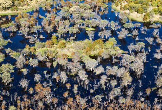 Aerial view of The predominantly Mopane trees (Colophospermum mopane), Okavango Delta, Botswana.