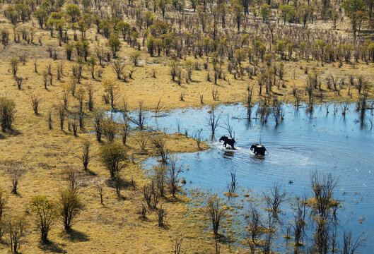 Aerial view of African Elephant (Loxodonta africana), breeding herd, feeding and drinking in a freshwater, Okavango Delta, Moremi Game Reserve, Botswana.