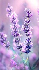 Obraz premium A close-up of numerous flowers with a blurred background of similarly blurred flowers