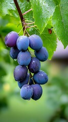  A vine bearing clusters of grapes, adorned with water-speckled leaves, against a backdrop of lush green foliage
