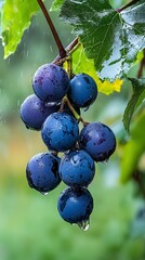  A vine bears lush clusters of grapes, some with sparkling water droplets, and a verdant leaf in the foreground