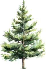 pine tree watercolor painting isolated on transparent background.