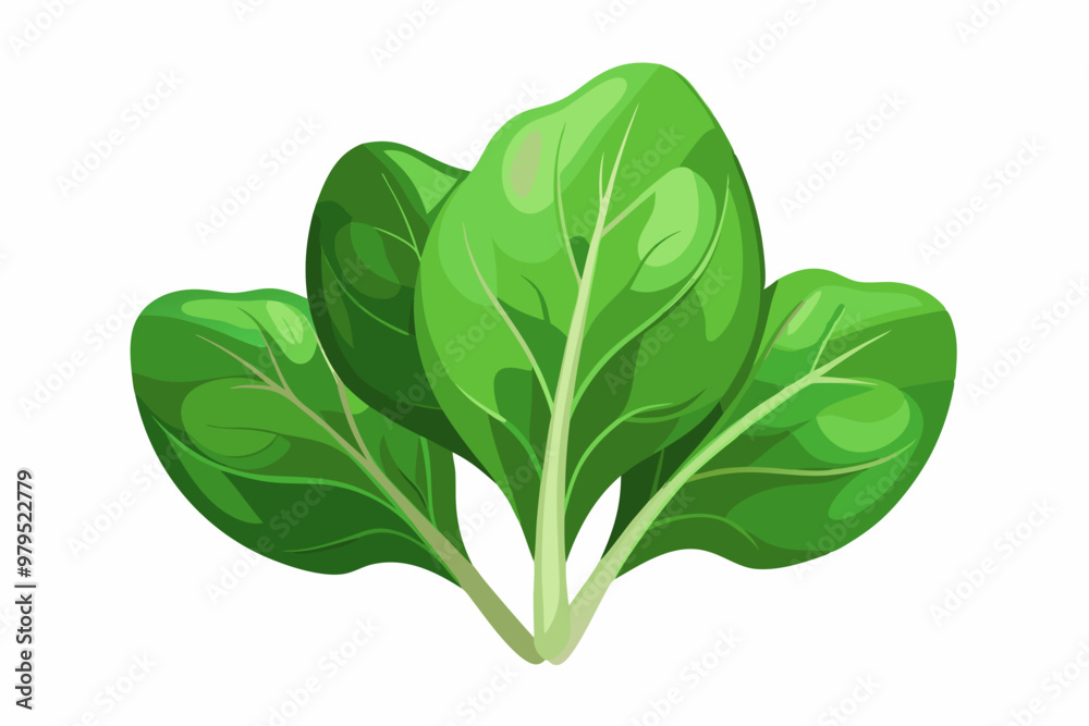 Poster Green cabbage cartoon isolated illustration on white background