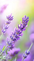 Obraz premium A tight shot of a flower bundle, foreground populated by closely-focused purple blooms; background softly blurred with overlapping shades of green and purple flowers