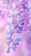 Obraz premium A tight shot of blooming flowers against a pastel backdrop of pink and purple, soft focus on the florals