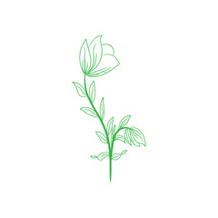 illustration of a plant