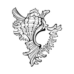 Shell.  Unique hand drawn vector illustration,  isolated  element on white background. Perfect for decoration, invitation, card, menu, print, poster and as a design element.