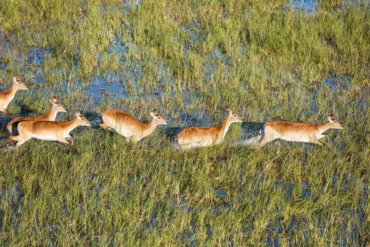 Aerial view of Red Lechwe (Kobus leche leche), running in a freshwater marsh, aerial view, Okavango Delta, Moremi Game Reserve, Botswana.