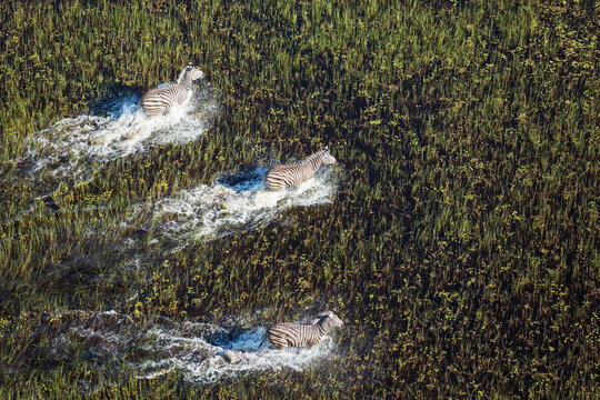 Aerial view of Burchell's Zebra (Equus quagga burchelli), roaming in a freshwater marsh, aerial view, Okavango Delta, Moremi Game Reserve, Botswana.