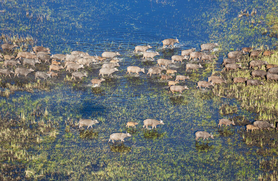 Aerial view of Cape Buffalo (Syncerus caffer caffer), crossing a marsh area, aerial view, Okavango Delta, Moremi Game Reserve, Botswana.