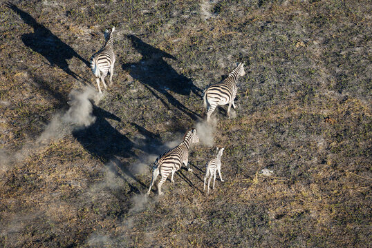 Aerial view of Burchell's Zebra (Equus quagga burchelli), roaming in a freshwater marsh, aerial view, Okavango Delta, Moremi Game Reserve, Botswana.