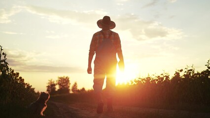 farmer silhouette. a male farmer walk along a road among a field of sunflowers. farm agriculture...