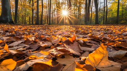 Sunlight Shining Through Autumn Trees onto a Blanket of Fallen Leaves